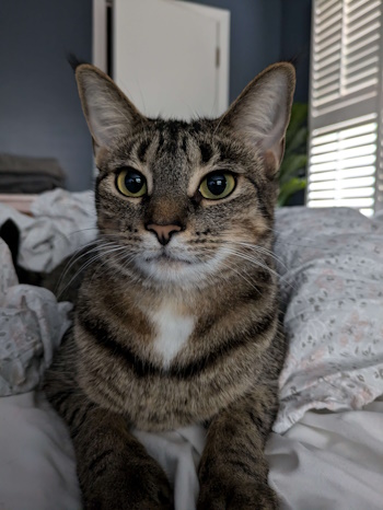 Close up photo of Phoebe