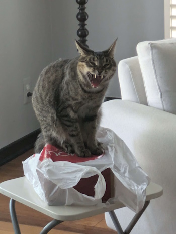 Photo of Phoebe yawning