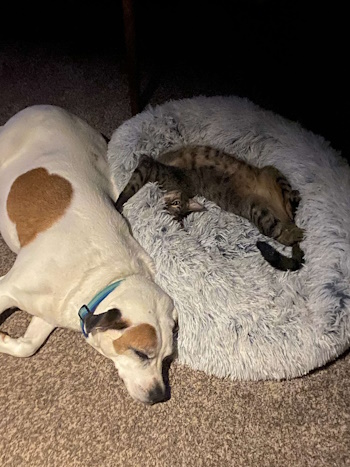 Photo of Phoebe and Buster