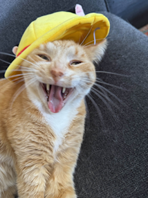 Employee of every month: Beans